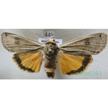 Noctua pronuba (Linnaeus, 1758) Rolnica tasiemka Czech44k